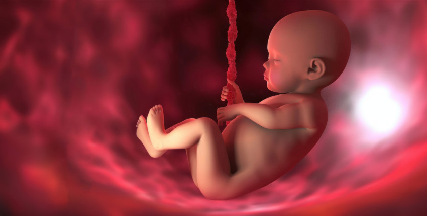 A 3D animation of baby inside the mother womb swinging in the belly illustrating fetus concept