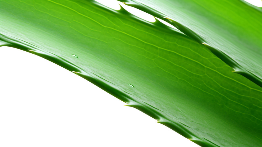 Fresh Aloe Vera Leaf Isolated