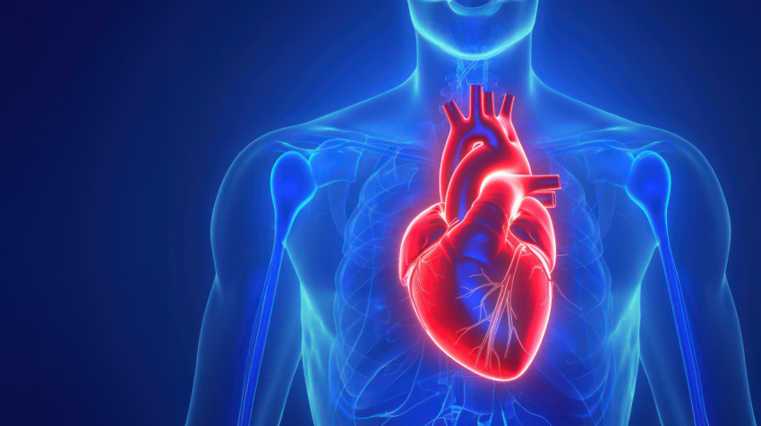 A human heart in red on a blue background highlighting its location within the chest area showing anatomical and medical concept