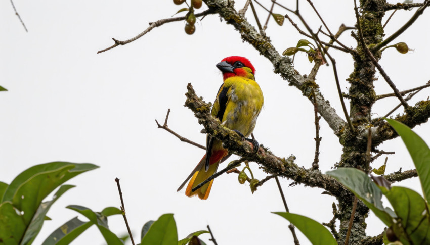 A beautiful red and yellow barbet bird captured in the wild