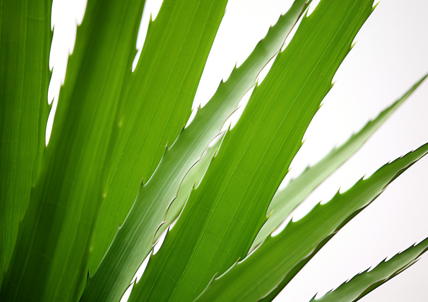 Aloe Vera Leaf with Water Drops