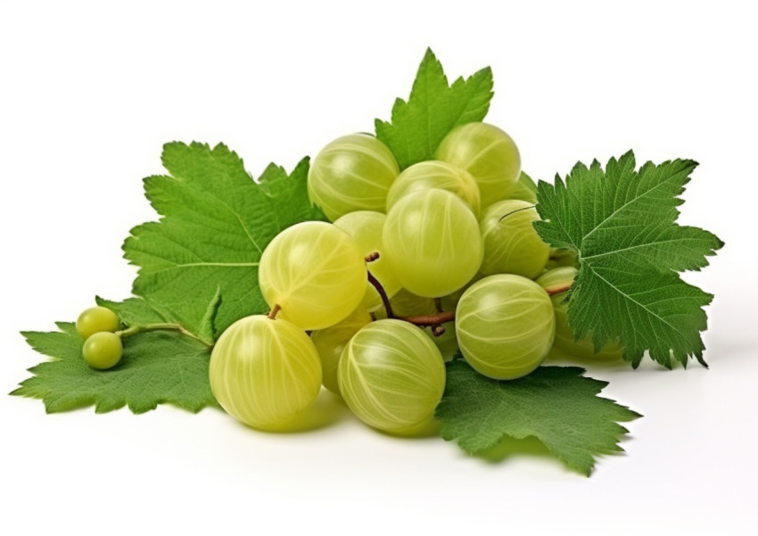 Gooseberry Fruit and Leaves Isolated on White