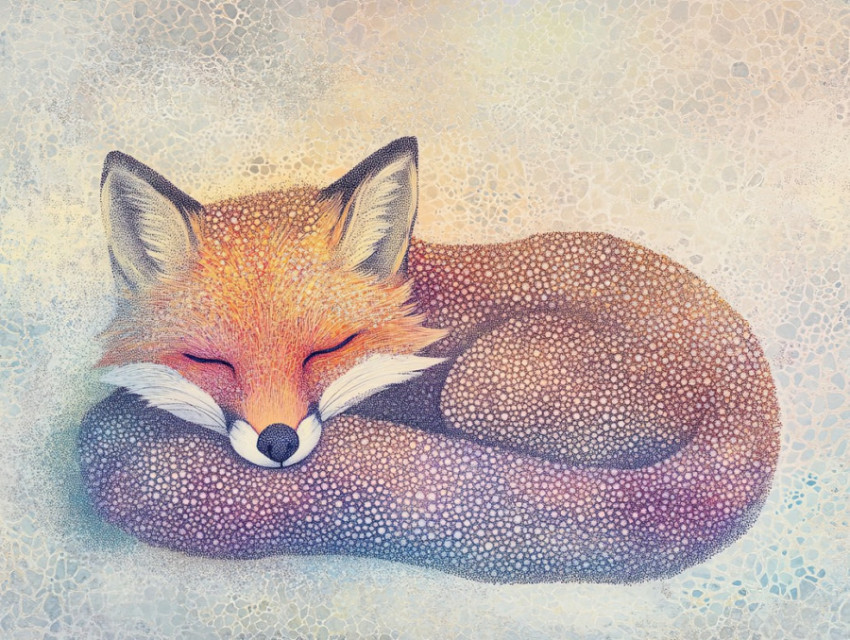 A curled fox with dense stippled fur shading