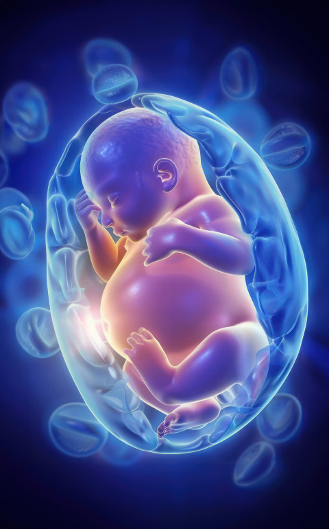 An animation showing human baby in the womb against blue background fetus concept