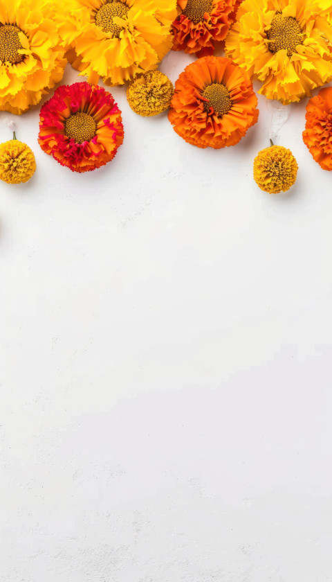 Beautiful marigold flowers in vibrant orange and yellow colors arranged on a white background