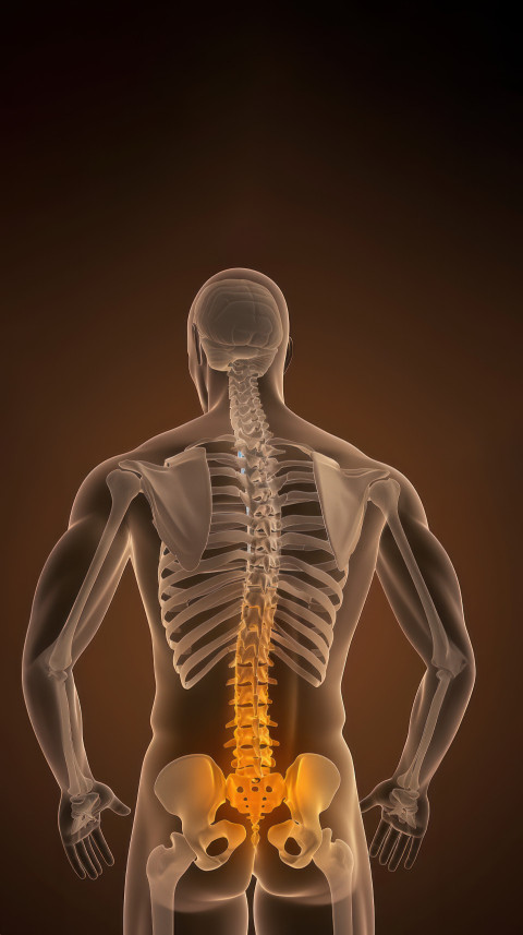 A human spine with an orange color showing pain in the lower back area brown background healthcare and back pain