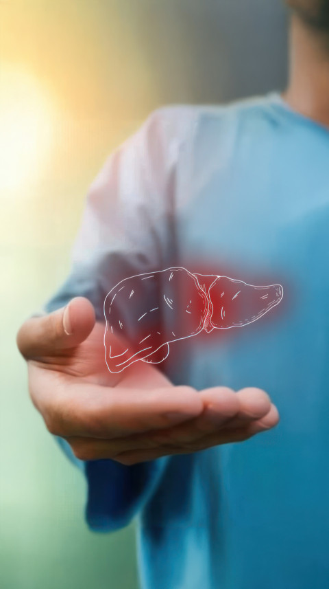 Doctor holding an illustration of the human liver with the right side glowing red and white