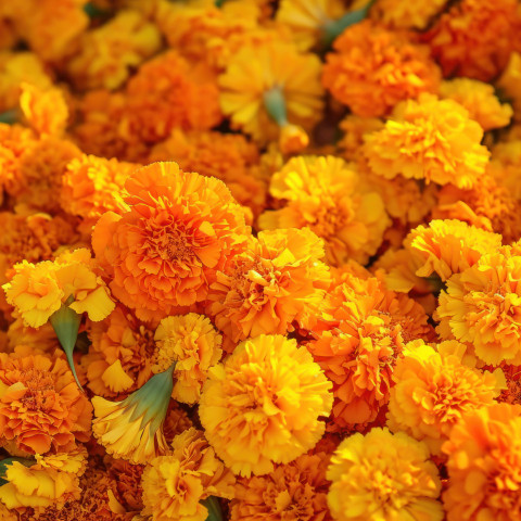 Vibrant marigold flowers piled for the gudi padwa festival